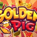 Golden Pig